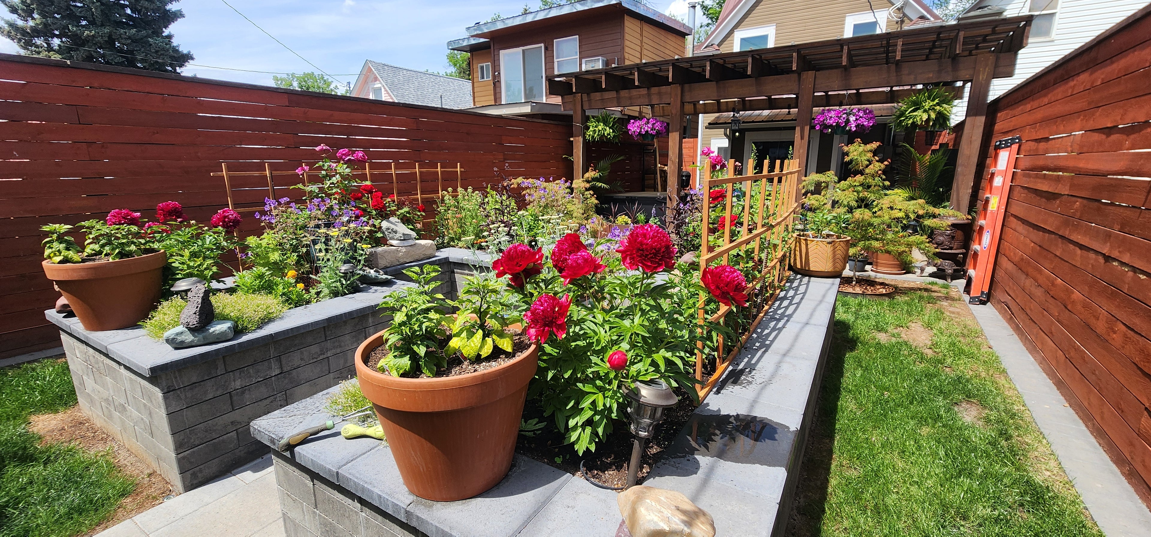Backyard garden with potted plants, raised bed and wooden pergola